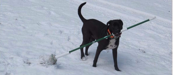 its a dog’s world…winter 2016-2017