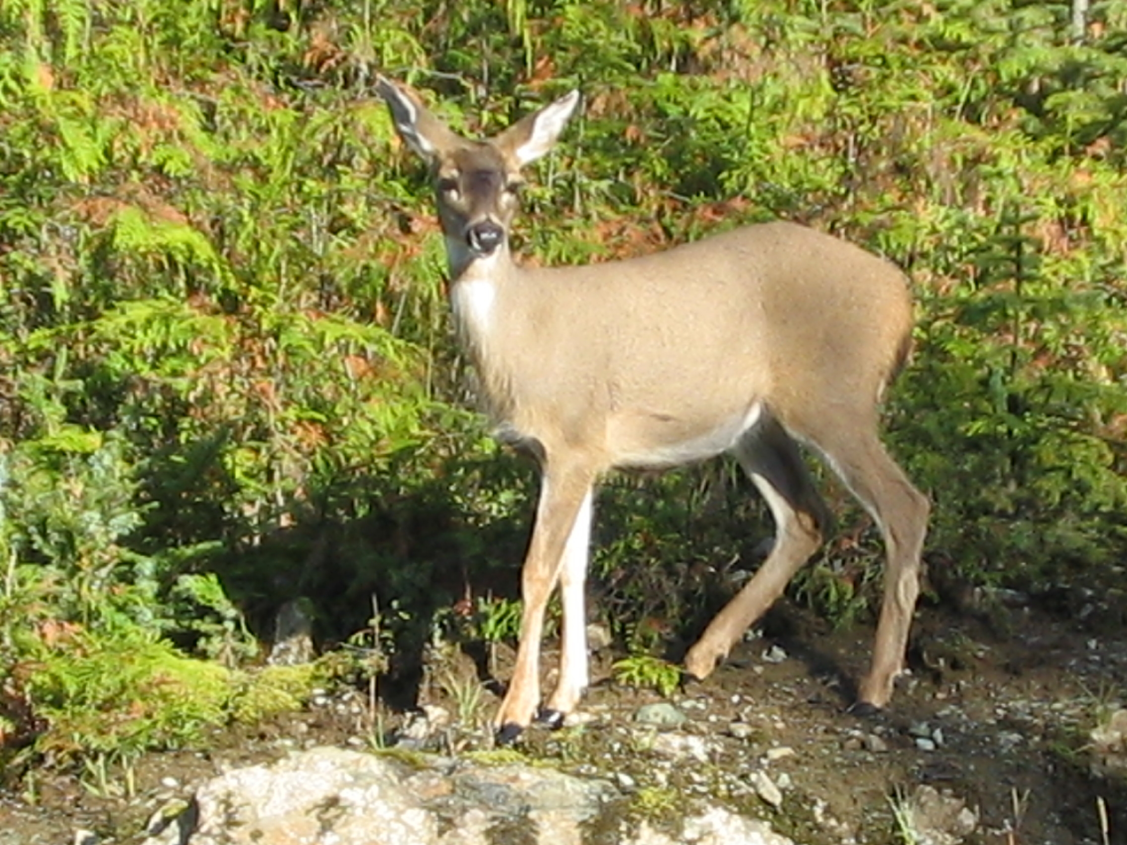 Sitka black-tailed doe