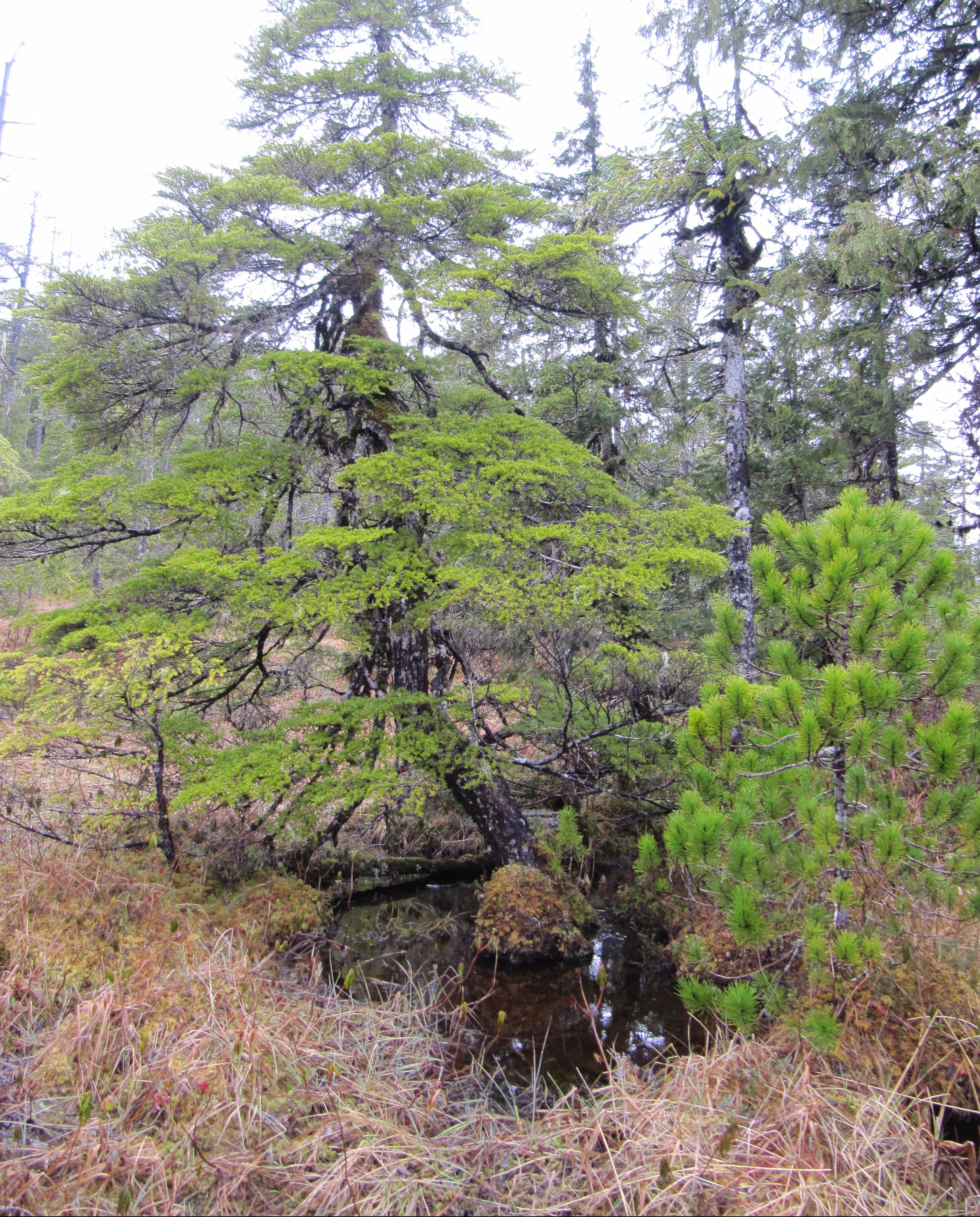 Scrub cedar alongside muskeg pond
