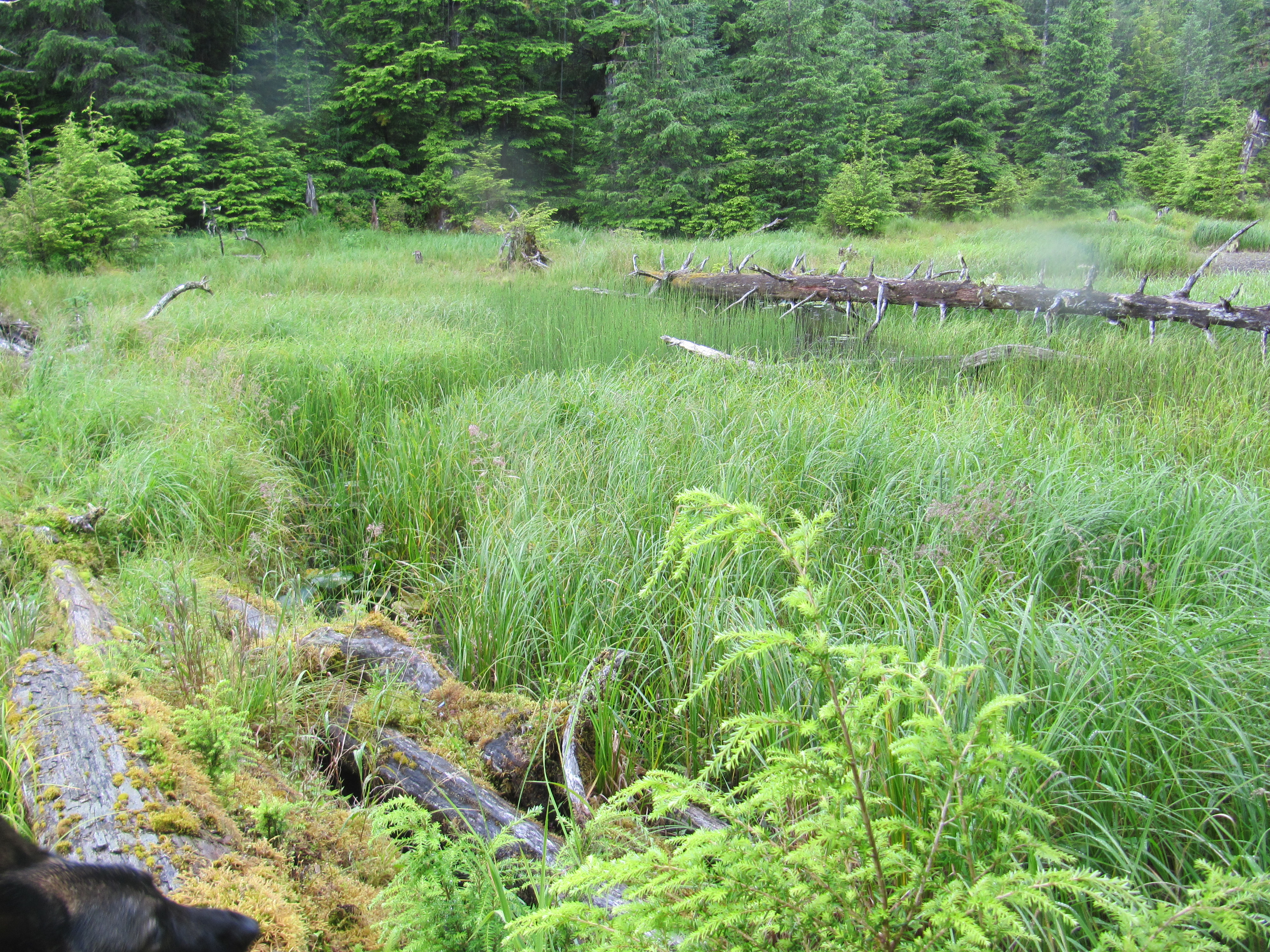 Muskeg along Setter Creek
